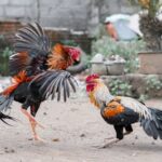 Hari Baik Adu Ayam Bangkok (Primbon Jawa)